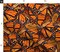 Monarch Butterfly Orange Summer Wings Insect Custom Printed Fabric by Spoonflower Various Fabrics by the Yard or Fat Quarter